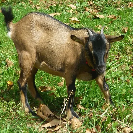 Les Granges De La Hulotte, La Hulotte Lies